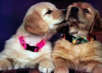 Crotone: recupero della struttura del canile comunale in località Martorana