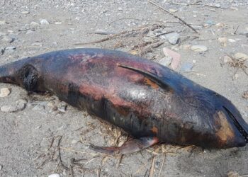Torretta, rinvenuto esemplare spiaggiato di delfino femmina