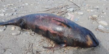 Torretta, rinvenuto esemplare spiaggiato di delfino femmina