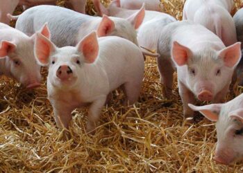 La senatrice Corrado sull’eradicazione della malattia vescicolare suina in Calabria