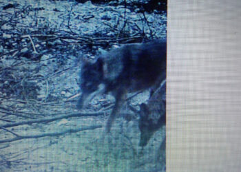 Coldiretti: allarme lupi alle porte di Catanzaro. Le fototrappole li hanno “immortalati”