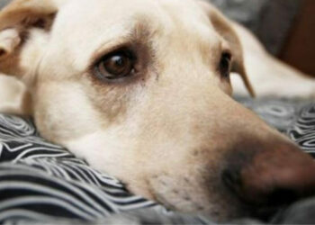 Non fa curare il cane, multa da 10mila euro a padrone