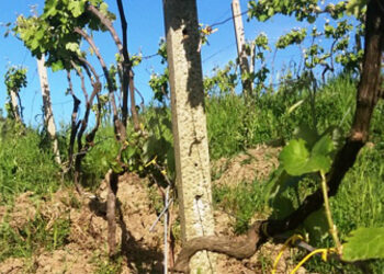 Numerosi cinghiali tra i vigneti del Cirò, danni ingenti alle colture: il sindaco Paletta chiede l’intervento della regione