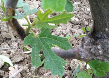 Rinvenuto per la prima volta nelle campagne di Cirò, un fico parassita