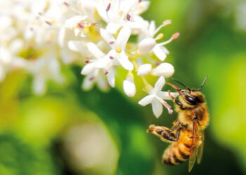 SOS miele: sofferenza api e cambiamenti climatici causano bassa produzione miele