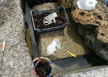 Sorpreso a pescare Ricci sul lungomare di Crotone: 4000 euro di multa