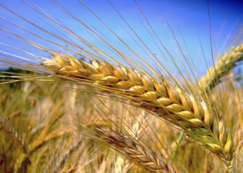 A San Giovanni in Fiore una giornata sui grani antichi