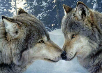 Il Parco Nazionale della Sila e Legambiente insieme per la salvaguardia del lupo con il Progetto Wolfnet