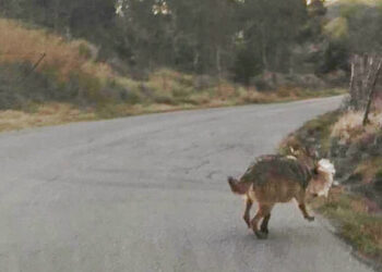 Allarme lupi a Cirò: sbranate pecore e vitelli, arrivano a pochi metri dall’abitato