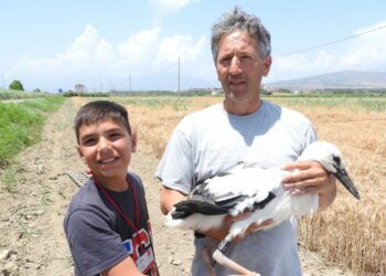 Inanellate in Calabria 18 giovani cicogne, grazie alla disponibilità di Mario Pucci e del suo collaboratore Giuseppe Candelise