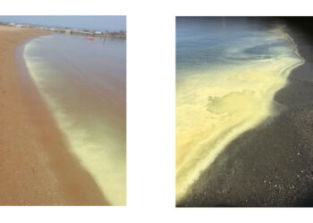 Colorazione giallastra sulla costa jonica e tirrenica, Arpacal: è solo polline di pino