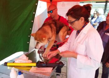 Crotone, Anagrafe canina: Quando un obbligo di legge si trasforma in un gesto d’amore
