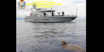 Gioia Tauro. Salvato dalla Finanza un esemplare di tartaruga caretta-caretta