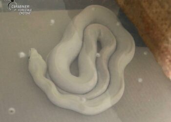 Isola Capo Rizzuto: Scoperti dai Carabinieri due pitoni e sette tartarughe detenuti illegalmente