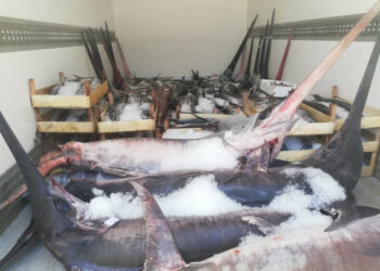 La Capitaneria sequestra due tonnellate di prodotto ittico  a bordo di un furgone sulla S.S.106 a Crucoli Torretta