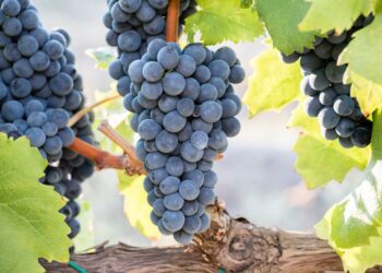 L’iscrizione del vitigno “Magliocco” arricchisce biodiversità, crea valore aggiunto e nuovi investimenti