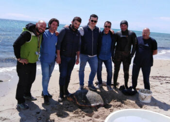 Oggi: Domenica 16 giugno è la Giornata Mondiale delle tartarughe marine