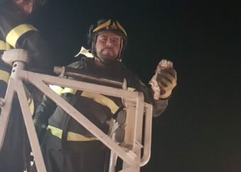 Recuperati due piccoli rapaci dai Vigili del Fuoco