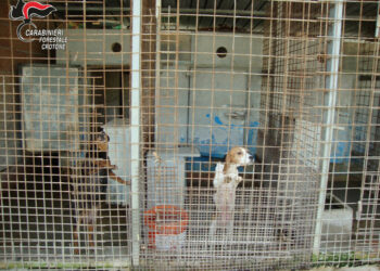 Scoperto allevamento di cani illegali a Rocca di Neto