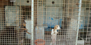 Scoperto allevamento di cani illegali a Rocca di Neto