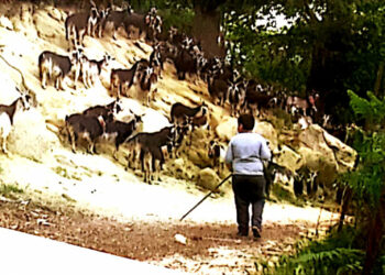 Tripudio finale nel teatro di Cotronei per l’anteprima del progetto film “Volevo solo giocare con voi”