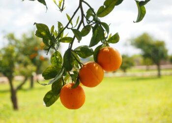 Festa del biondo tardivo: il 15 e 16 giugno a Trebisacce