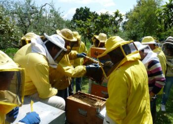 Concluso il Corso di Apicoltura e lavorazione della cera ad Amaroni, la città del Miele