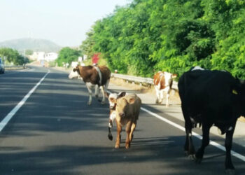 Incontri bestiali sulla S.S.106 a Cirò Marina: una decina di mucche a passeggio sulla statale ionica