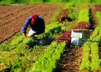 PSR: in arrivo pagamenti per circa 7,7 milioni di Euro