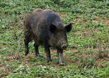 Emergenza Cinghiali: approvato il nuovo piano di selezione regionale