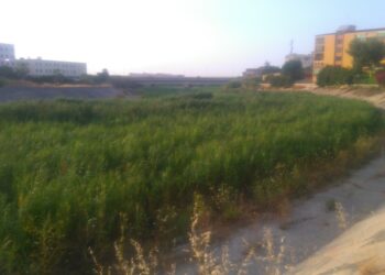 Crotone. fiume Esaro il più bel verde naturale (erbacce alte oltre un metro) della Città: come natura crea l’Amministrazione conserva
