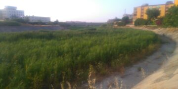 Crotone. fiume Esaro il più bel verde naturale (erbacce alte oltre un metro) della Città: come natura crea l’Amministrazione conserva