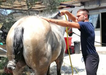 Equitazione: il Benessere del cavallo nei bambini