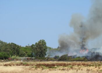 Incendio in Pineta a Cirò Marina a Cirò Marina