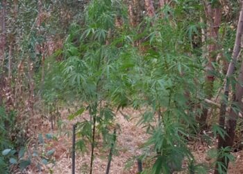 Isola Capo Rizzuto: Sorpreso dai Carabinieri a irrigare una piantagione di “marijuana”