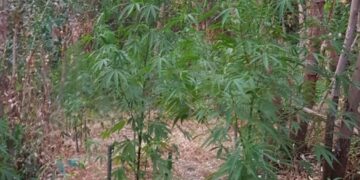 Isola Capo Rizzuto: Sorpreso dai Carabinieri a irrigare una piantagione di “marijuana”