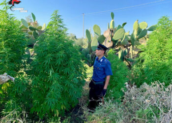 Isola Capo Rizzuto: annaffiavano piante di marijuana, beccati e arrestati dai Carabinieri