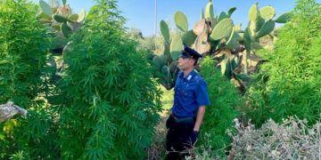 Isola Capo Rizzuto: annaffiavano piante di marijuana, beccati e arrestati dai Carabinieri