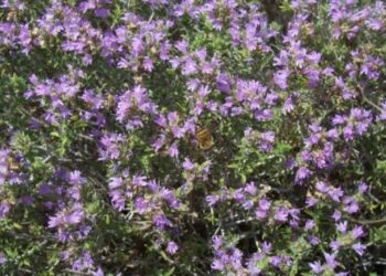 Piante che aiutano a mantenere in salute i Polmoni, come il Timo che cresce a Cirò