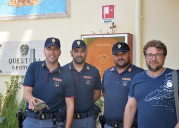 Rinvenuto dagli agenti della Polizia di Stato un esemplare di testuggine “Emys  Orbicularis”, per le  strade della città di Crotone