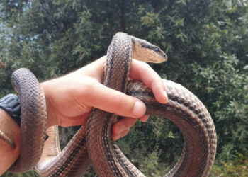 Trova un serpente di due metri nel pollaio: salvato grosso Cervone in Sila