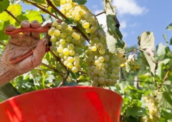Vendemmia 2019: uve sane ovunque, in Calabria iniziata la vendemmia di alcune varietà di uve bianche