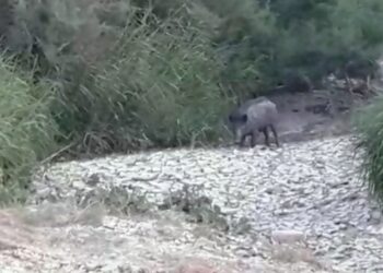 Cirò: I cinghiali sono arrivati sulla spiaggia della Marinella a pochi metri  dai bagnanti