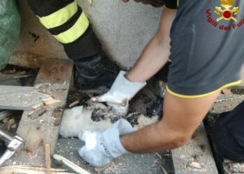 Mesoraca: cagnolino rimane incastrato sotto una catasta di legna, salvato dai Vigili del Fuoco