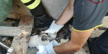 Mesoraca: cagnolino rimane incastrato sotto una catasta di legna, salvato dai Vigili del Fuoco
