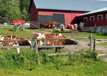 Regione Calabria: Diversificazione e multifunzionalità delle aziende agricole, pubblicata la graduatoria definitiva