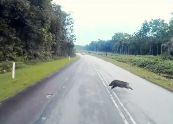SOS incidenti da cinghiali: motociclista 47enne in coma dal 28 luglio, sono un milione in circolazione