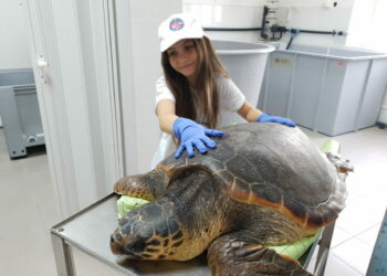 Salvato dalla Guardia di Finanza un esemplare di Tartaruga “caretta caretta” e restituito all’ambiente naturale dal Centro di Recupero M.A.R.E.