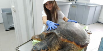Salvato dalla Guardia di Finanza un esemplare di Tartaruga “caretta caretta” e restituito all’ambiente naturale dal Centro di Recupero M.A.R.E.