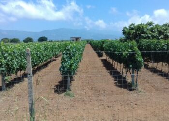 Coldiretti: vendemmia Calabria in corso di svolgimento.